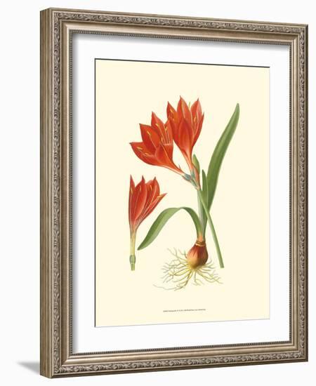 Striking Lilies IV-Edward Step-Framed Art Print