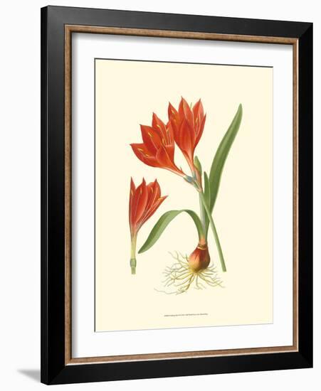 Striking Lilies IV-Edward Step-Framed Art Print