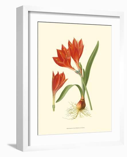 Striking Lilies IV-Edward Step-Framed Art Print