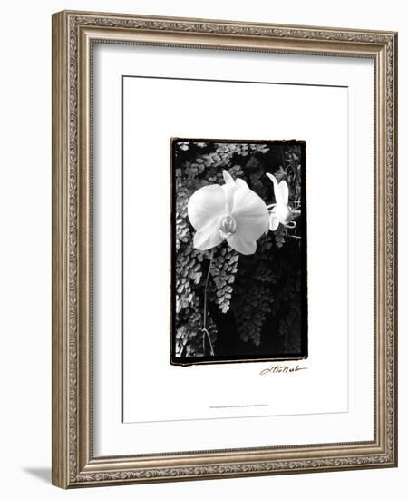 Striking Orchids I-Laura Denardo-Framed Art Print
