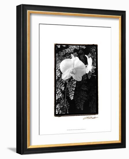 Striking Orchids I-Laura Denardo-Framed Art Print