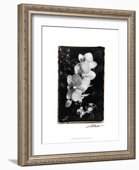 Striking Orchids II-Laura Denardo-Framed Art Print