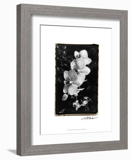 Striking Orchids II-Laura Denardo-Framed Art Print