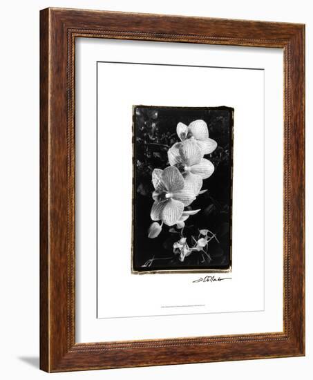 Striking Orchids II-Laura Denardo-Framed Art Print