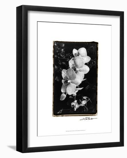 Striking Orchids II-Laura Denardo-Framed Art Print