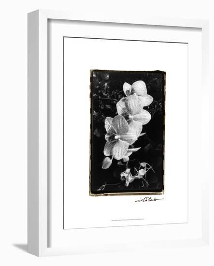 Striking Orchids II-Laura Denardo-Framed Art Print