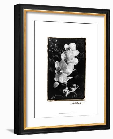 Striking Orchids II-Laura Denardo-Framed Art Print