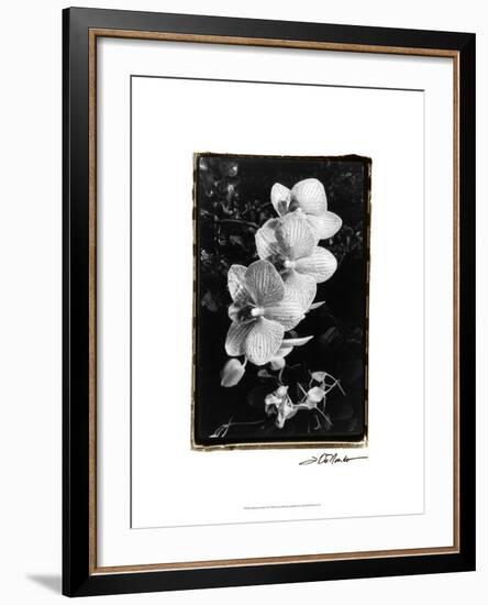 Striking Orchids II-Laura Denardo-Framed Art Print