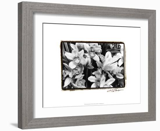 Striking Orchids III-Laura Denardo-Framed Art Print