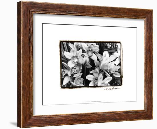 Striking Orchids III-Laura Denardo-Framed Art Print