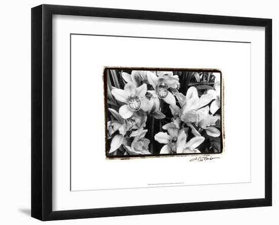 Striking Orchids III-Laura Denardo-Framed Art Print