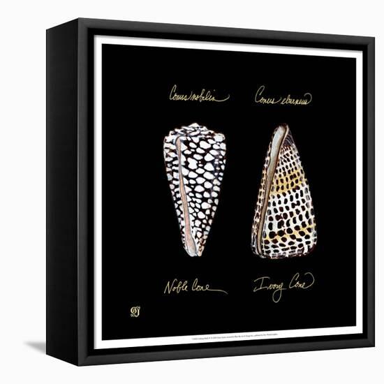 Striking Shells IV-Ginny Joyner-Framed Stretched Canvas