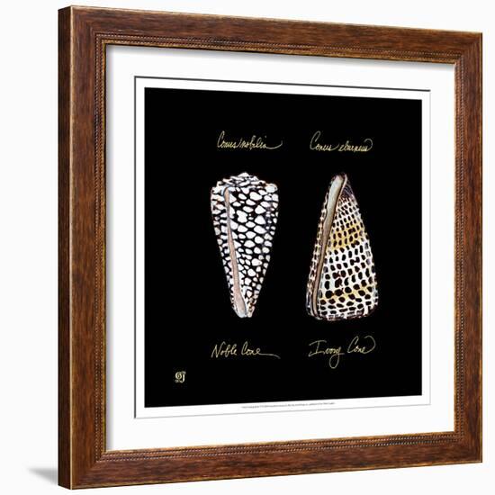 Striking Shells IV-Ginny Joyner-Framed Art Print