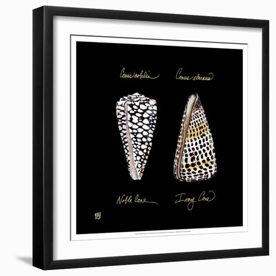 Striking Shells IV-Ginny Joyner-Framed Art Print