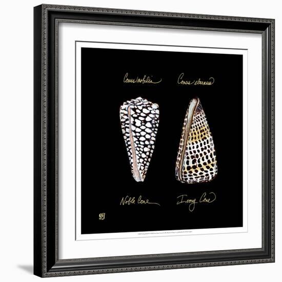 Striking Shells IV-Ginny Joyner-Framed Art Print