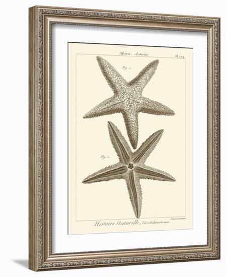 Striking Starfish I-Vision Studio-Framed Art Print