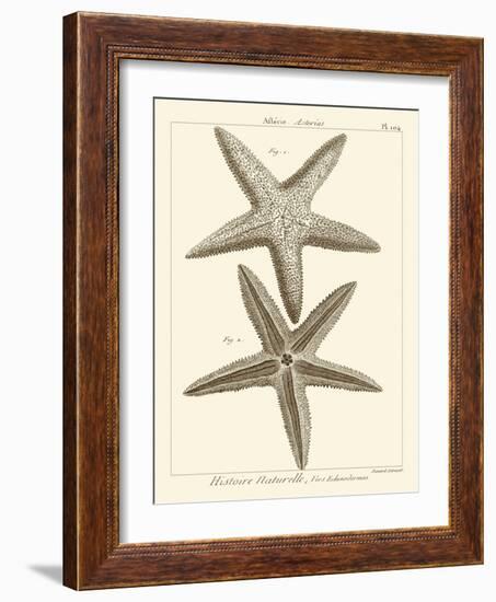 Striking Starfish I-Vision Studio-Framed Art Print