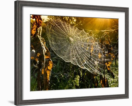 Strings of a Spider's Web in Back Light in Forest-Budimir Jevtic-Framed Photographic Print