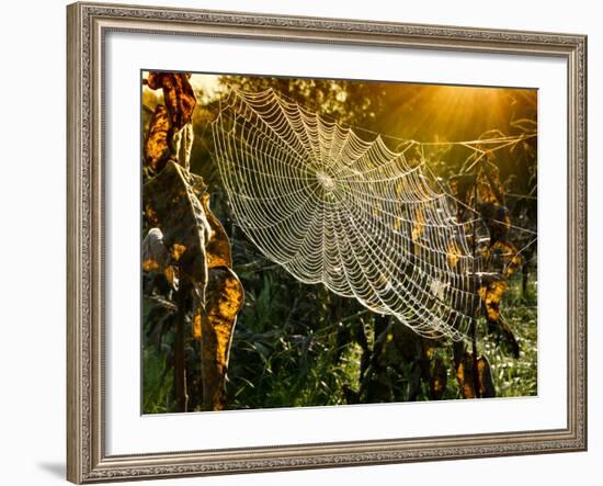 Strings of a Spider's Web in Back Light in Forest-Budimir Jevtic-Framed Photographic Print