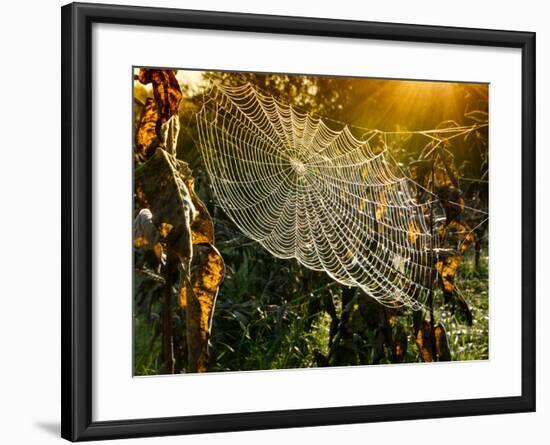 Strings of a Spider's Web in Back Light in Forest-Budimir Jevtic-Framed Photographic Print