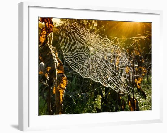 Strings of a Spider's Web in Back Light in Forest-Budimir Jevtic-Framed Photographic Print