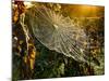Strings of a Spider's Web in Back Light in Forest-Budimir Jevtic-Mounted Photographic Print