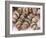 Strings of Dried Figs in the Market, Dubrovnik, Dalmatia, Croatia-Peter Higgins-Framed Photographic Print