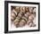 Strings of Dried Figs in the Market, Dubrovnik, Dalmatia, Croatia-Peter Higgins-Framed Photographic Print