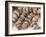 Strings of Dried Figs in the Market, Dubrovnik, Dalmatia, Croatia-Peter Higgins-Framed Photographic Print