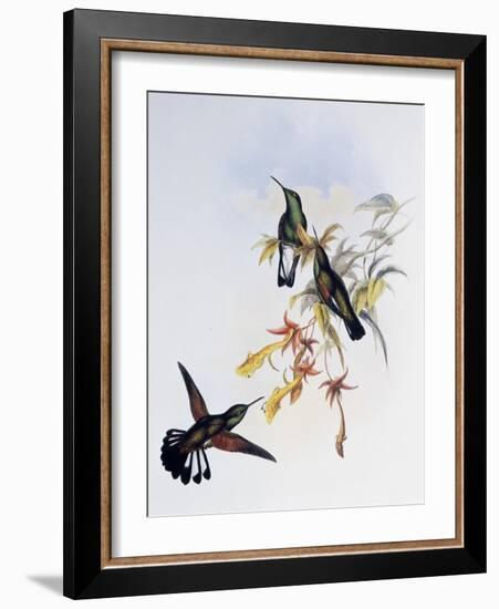 Stripe-Tailed Hummingbird (Eupherusa Eximia)-John Gould-Framed Giclee Print