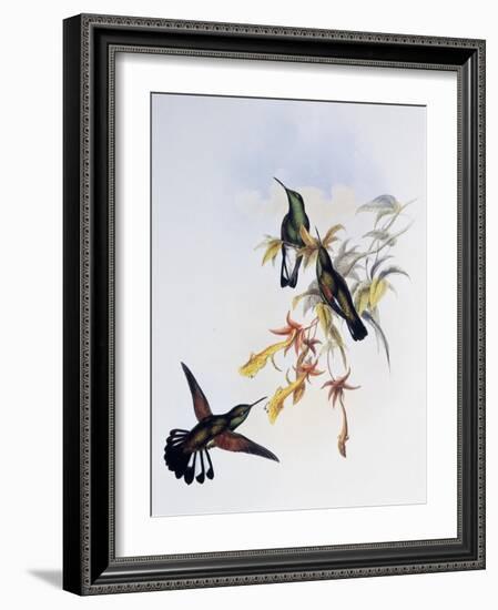 Stripe-Tailed Hummingbird (Eupherusa Eximia)-John Gould-Framed Giclee Print