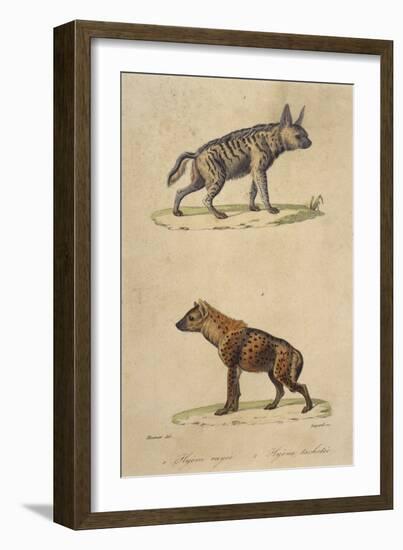 Striped and Spotted Hyena-null-Framed Art Print