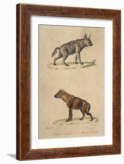 Striped and Spotted Hyena-null-Framed Art Print