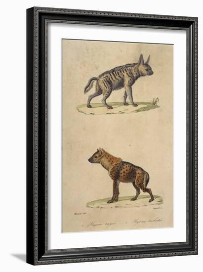 Striped and Spotted Hyena-null-Framed Art Print