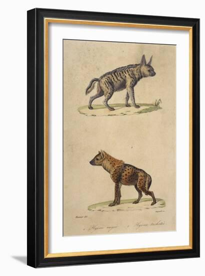 Striped and Spotted Hyena-null-Framed Art Print