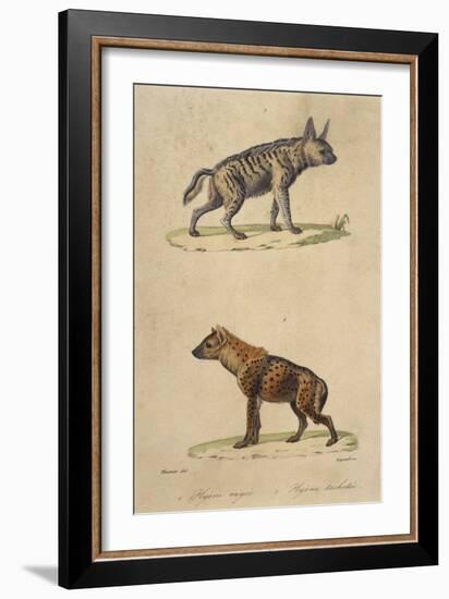 Striped and Spotted Hyena-null-Framed Premium Giclee Print