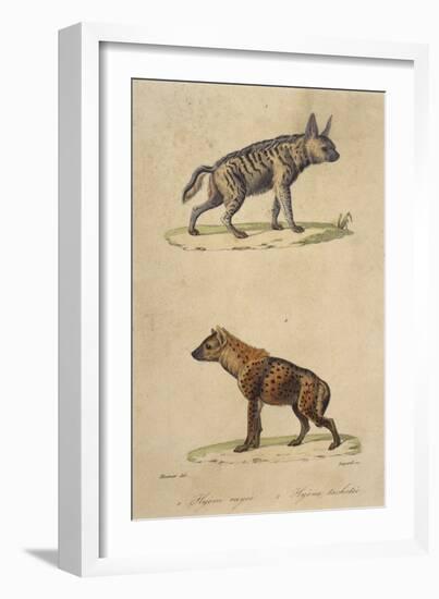 Striped and Spotted Hyena-null-Framed Premium Giclee Print