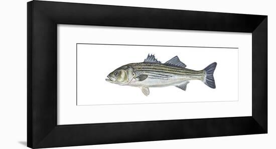 Striped Bass (Roccus Saxatilis), Fishes-Encyclopaedia Britannica-Framed Art Print