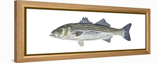 Striped Bass (Roccus Saxatilis), Fishes-Encyclopaedia Britannica-Framed Stretched Canvas