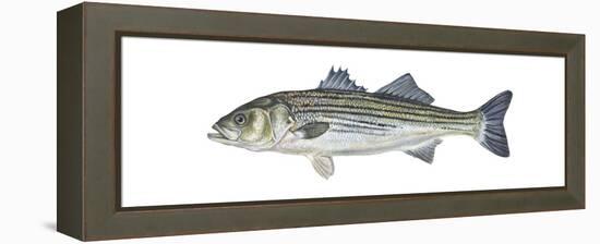 Striped Bass (Roccus Saxatilis), Fishes-Encyclopaedia Britannica-Framed Stretched Canvas