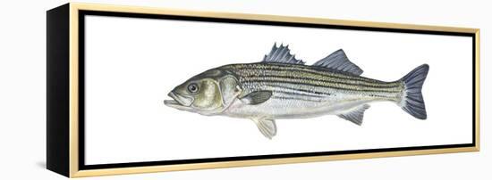 Striped Bass (Roccus Saxatilis), Fishes-Encyclopaedia Britannica-Framed Stretched Canvas