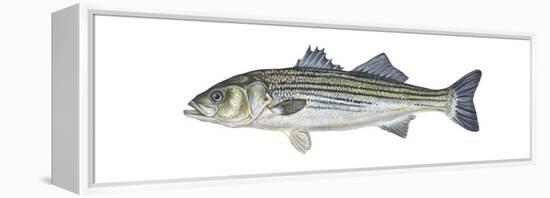 Striped Bass (Roccus Saxatilis), Fishes-Encyclopaedia Britannica-Framed Stretched Canvas