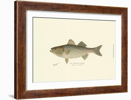 Striped Bass-Denton-Framed Art Print