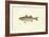 Striped Bass-Denton-Framed Art Print