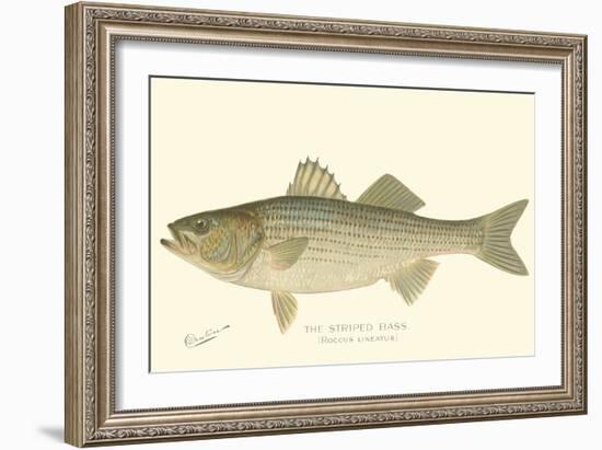 Striped Bass-Denton-Framed Art Print