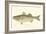 Striped Bass-Denton-Framed Art Print