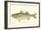 Striped Bass-Denton-Framed Art Print