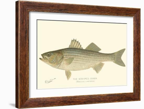 Striped Bass-Denton-Framed Art Print