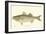 Striped Bass-Denton-Framed Art Print