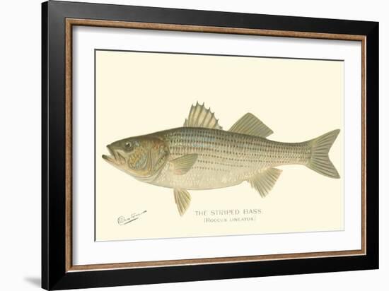 Striped Bass-Denton-Framed Art Print